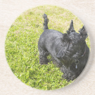 Scottish Terrier Coaster