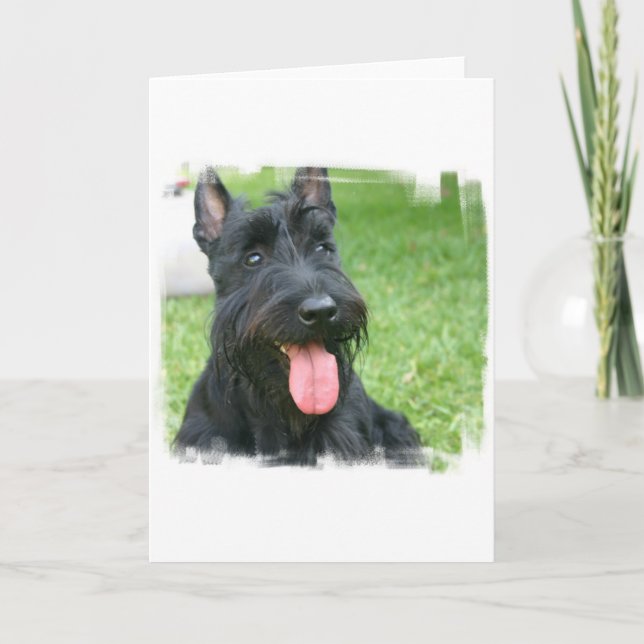 Scottish Terrier Dog Greeting Card (Front)