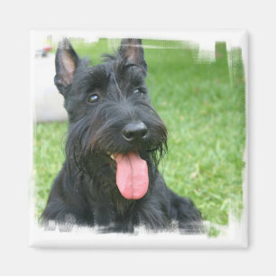 Scottish Terrier Dog Magnet