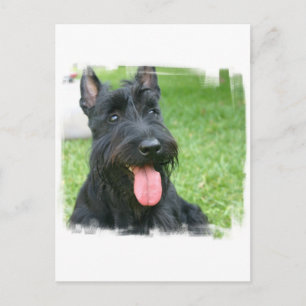 Scottish Terrier Dog Postcard