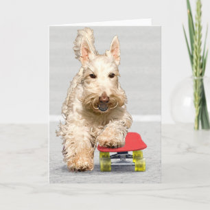 Scottish Terrier Greeting Card
