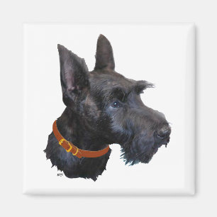Scottish Terrier Head Study Magnet