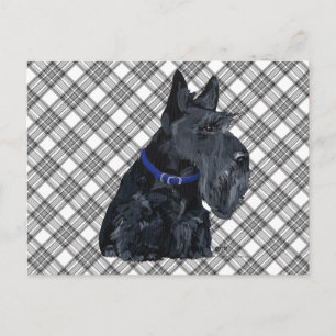 Scottish Terrier in a Blue Collar Postcard