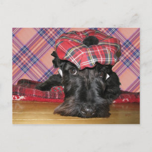 Scottish Terrier in a Tam-o-Shanter Postcard