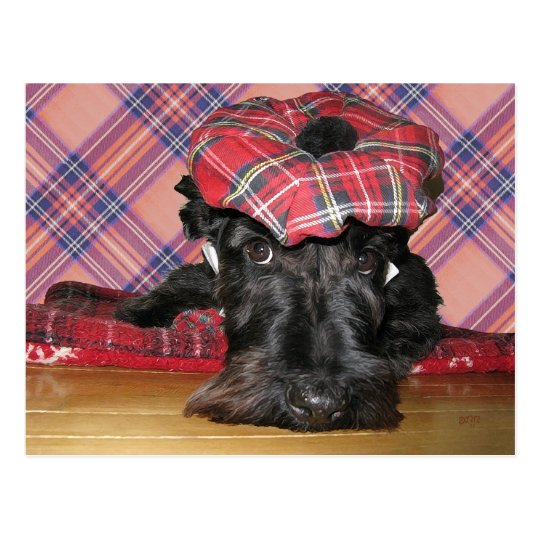 Scottish Terrier in a Tam-o-Shanter Postcard
