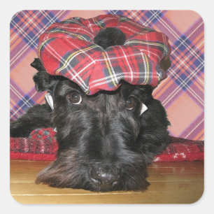Scottish Terrier in a Tam-o-Shanter Square Sticker