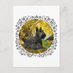 Scottish Terrier in Autumnal Woods Postcard