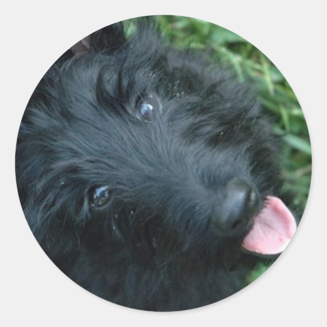 Scottish Terrier in Grass  - Cute Scotty Classic Round Sticker (Front)