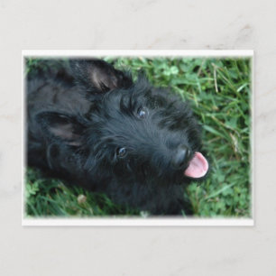 Scottish Terrier in Grass  - Cute Scotty Postcard