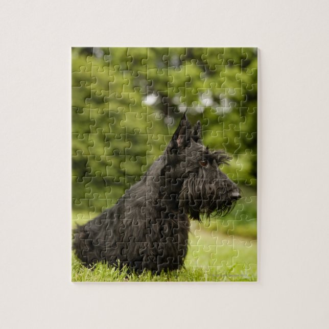 Scottish Terrier Jigsaw Puzzle (Vertical)
