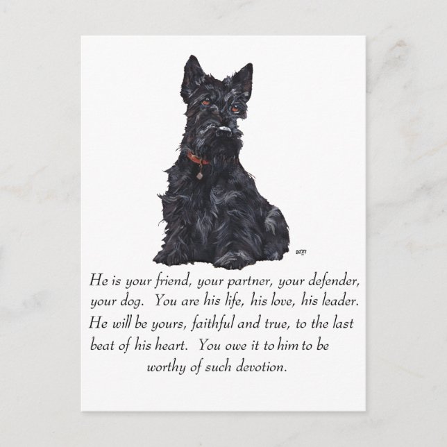 Scottish Terrier Keepsake - MALE Dog Postcard (Front)
