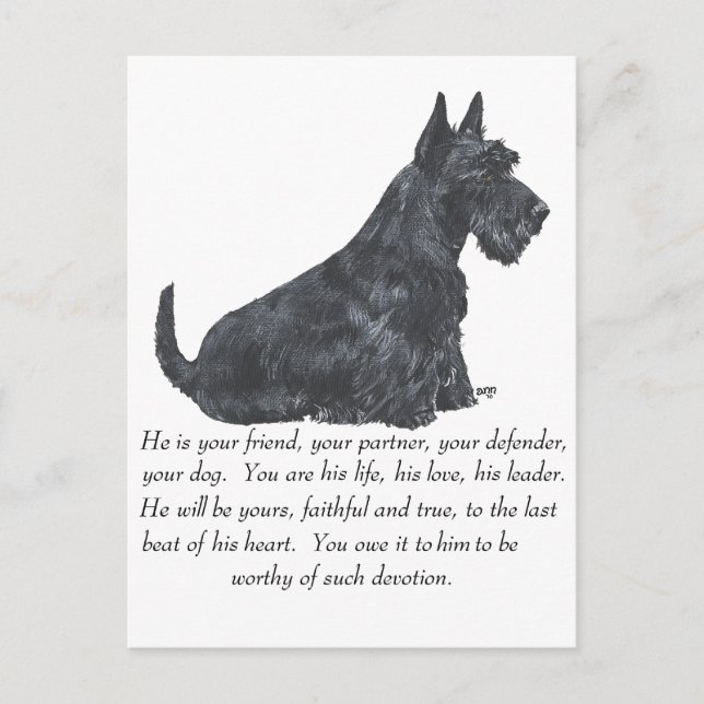 Scottish Terrier Keepsake - MALE Dog Postcard (Front)
