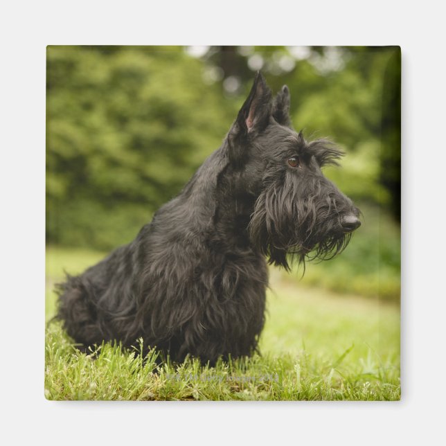 Scottish Terrier Magnet (Front)