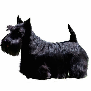 Scottish Terrier Photo Sculpture Decoration