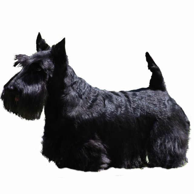 Scottish Terrier Photo Sculpture Decoration (Front)