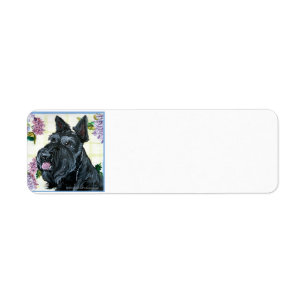 Scottish Terrier Portrait