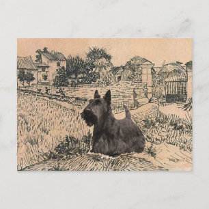 Scottish Terrier Post Card