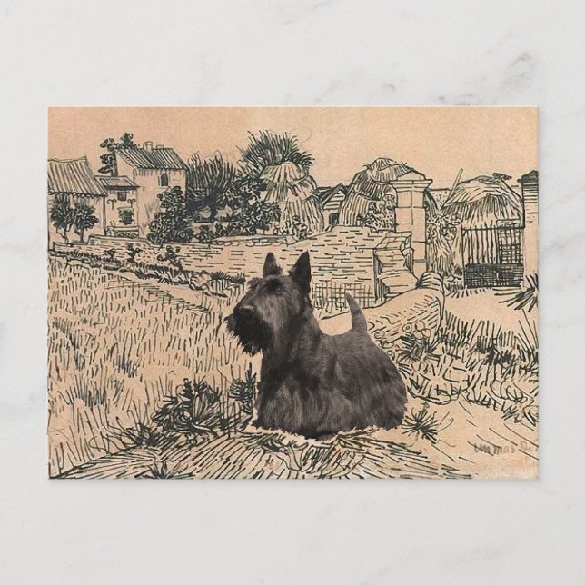 Scottish Terrier Post Card (Front)