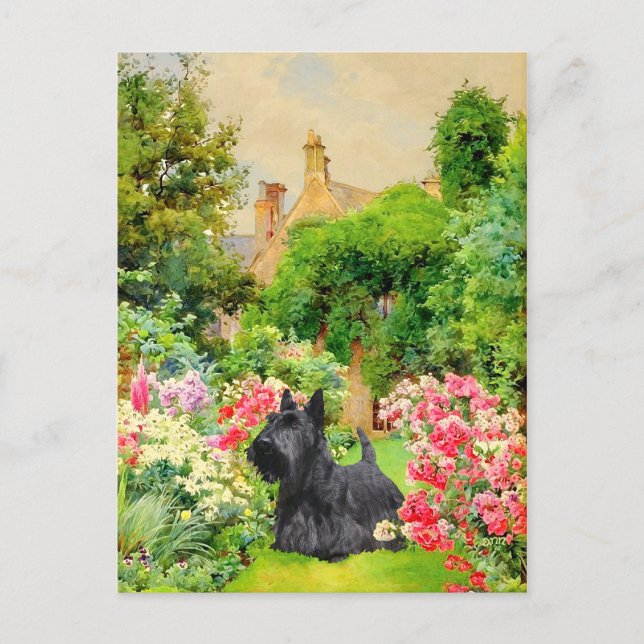 Scottish Terrier Post Card (Front)