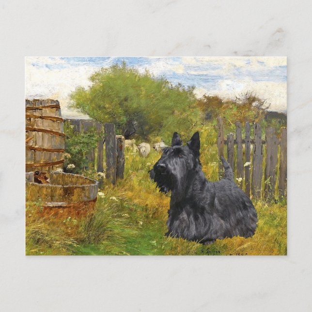 Scottish Terrier Post Card (Front)