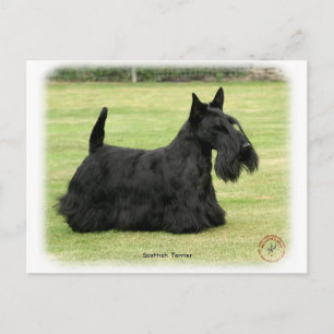 Scottish Terrier Postcard