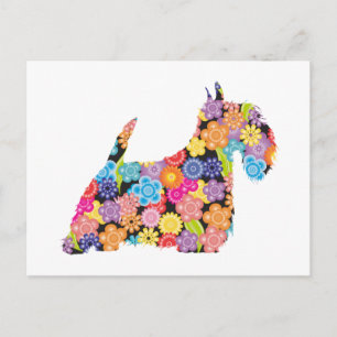 Scottish Terrier Postcard