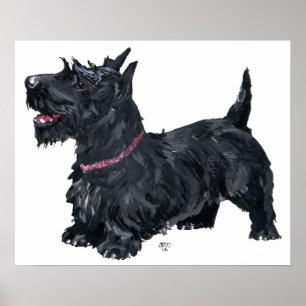 Scottish Terrier Poster