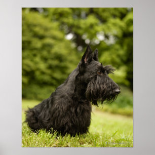 Scottish Terrier Poster