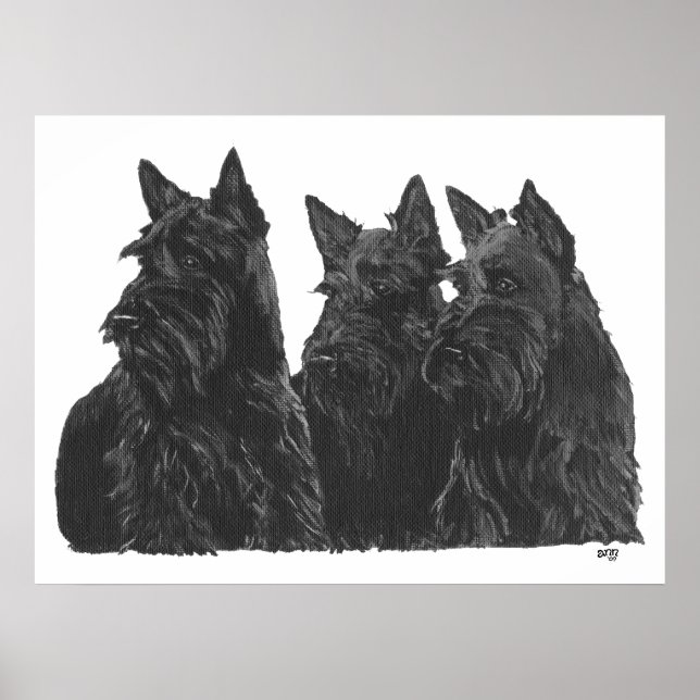 Scottish Terrier Poster (Front)