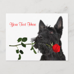 Scottish Terrier  Puppy Red Rose Valentine Design Holiday Postcard