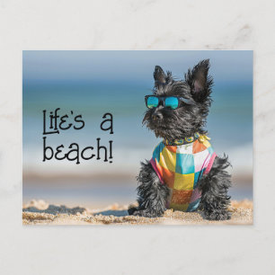 Scottish Terrier Puppy wearing sunglasses Postcard