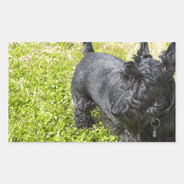 Scottish Terrier Rectangular Sticker (Front)