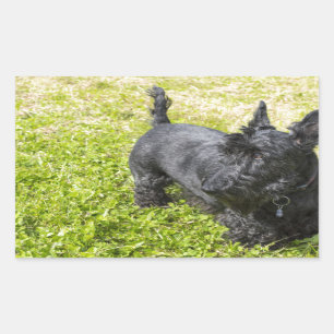 Scottish Terrier Rectangular Sticker