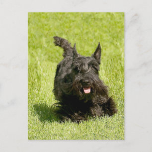 Scottish Terrier Running Free Postcard