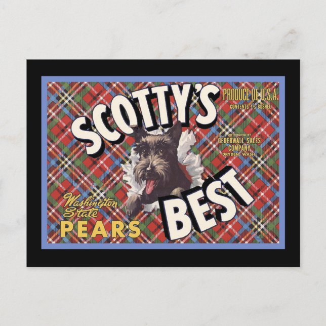 Scottish Terrier Scottys Best Dog Postcard (Front)