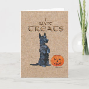 Scottish Terrier Sits Up for Treats! Card