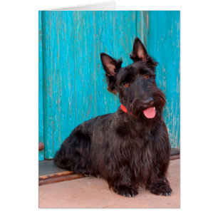 Scottish Terrier sitting by colourful doorway