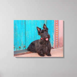 Scottish Terrier sitting by colourful doorway Canvas Print