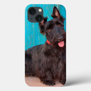Scottish Terrier sitting by colourful doorway iPhone 13 Case