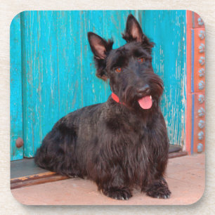 Scottish Terrier sitting by colourful doorway Coaster
