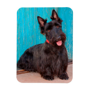 Scottish Terrier sitting by colourful doorway Magnet