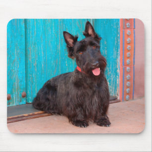 Scottish Terrier sitting by colourful doorway Mouse Mat