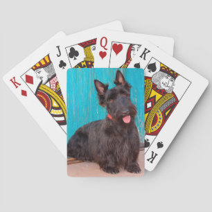 Scottish Terrier sitting by colourful doorway Playing Cards