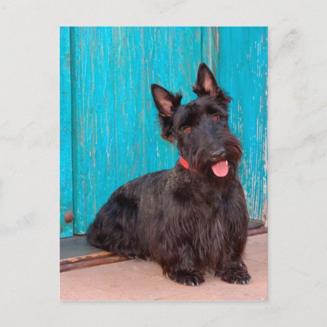 Scottish Terrier sitting by colourful doorway Postcard (Front)