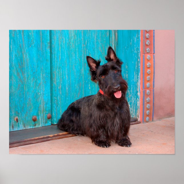 Scottish Terrier sitting by colourful doorway Poster (Front)