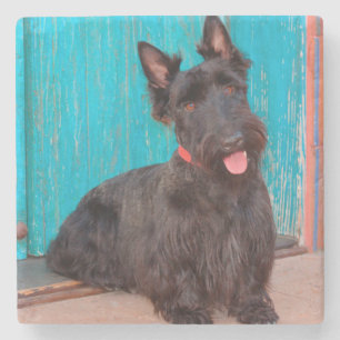 Scottish Terrier sitting by colourful doorway Stone Coaster