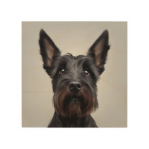 Scottish Terrier