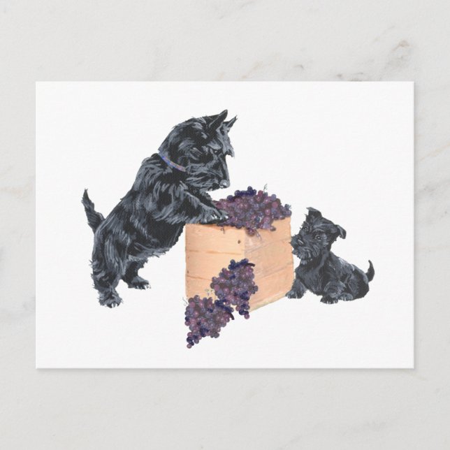 Scottish Terriers Grape Harvest Postcard (Front)
