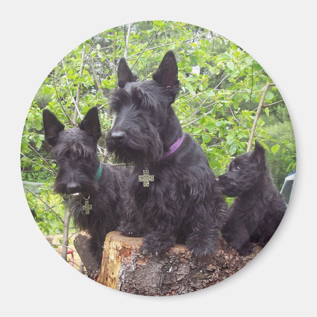 Scottish Terriers Magnet (Front)