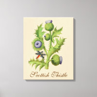 Scottish Thistle Botanical